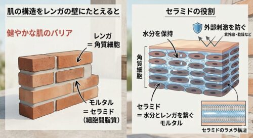 肌の構造セラミド